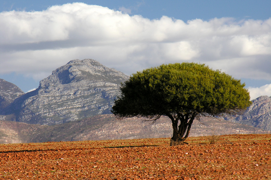 Lonesome Tree (Reload)