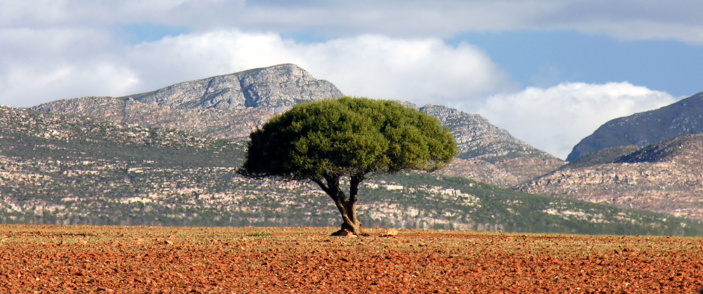 Lonesome Tree's Neighbour