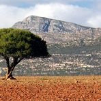 Lonesome Tree's Neighbour II