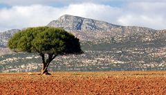 Lonesome Tree's Neighbour II