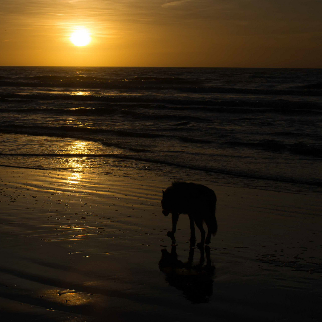 Lonewolf an Sunset