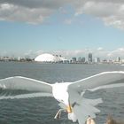 Long Beach Harbor cruise