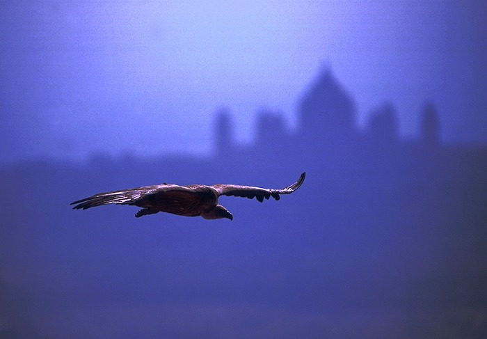 Long bill Vulture - Jodhpur India