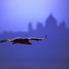 Long bill Vulture - Jodhpur India