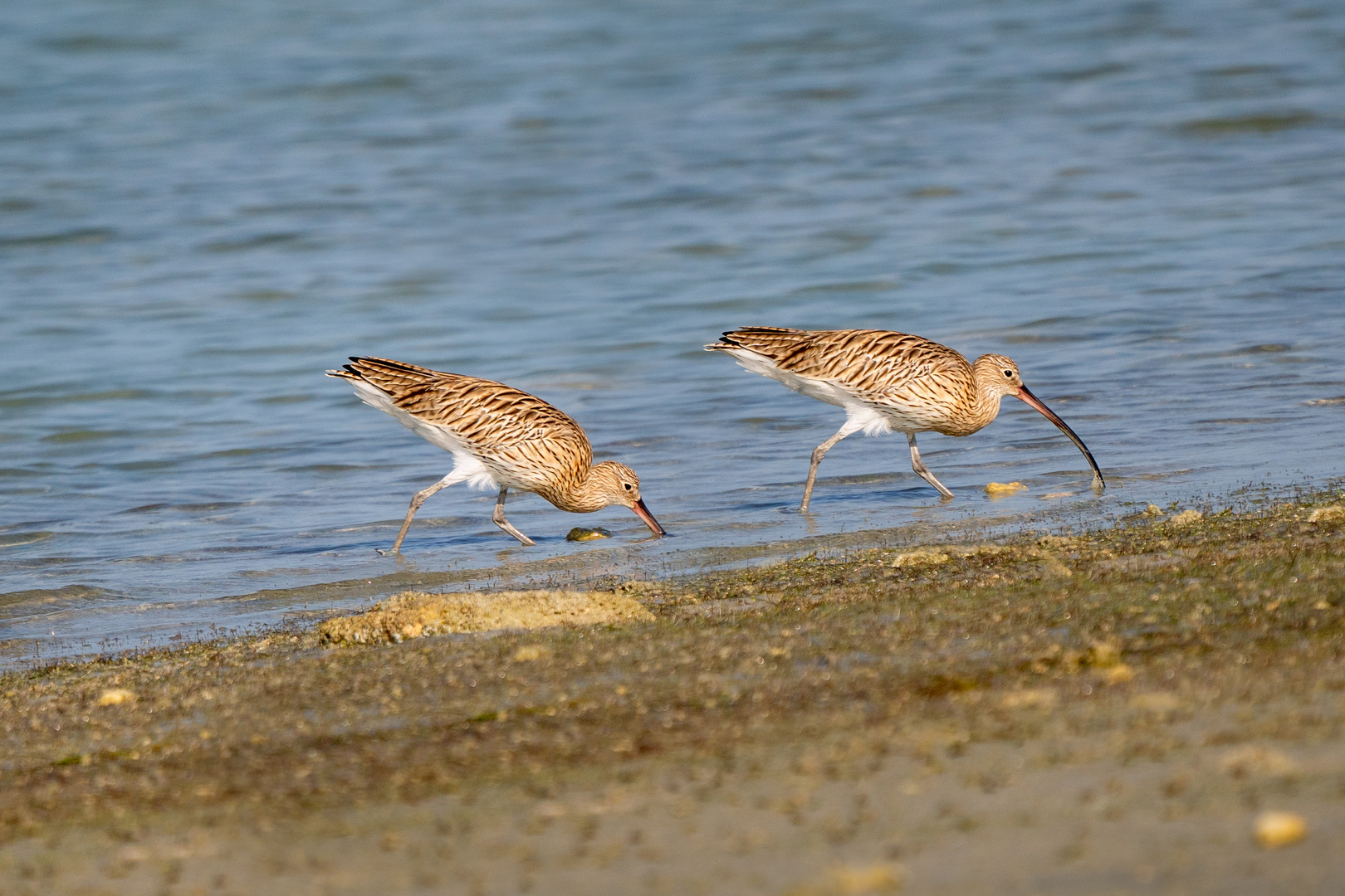 Long-billed Curlew