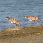 Long-billed Curlew