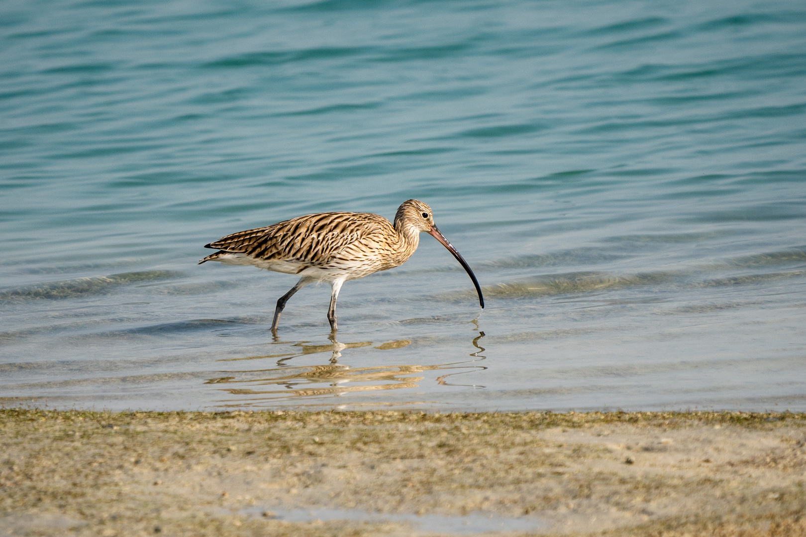 Long-billed Curlew