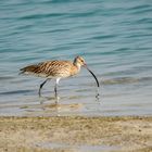 Long-billed Curlew