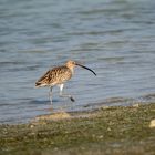 Long-billed Curlew