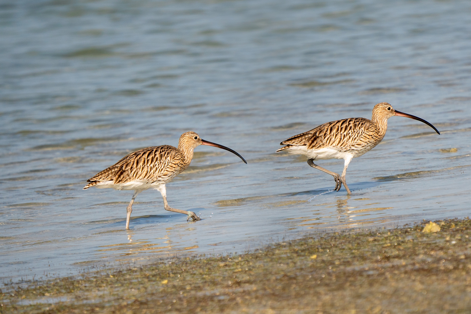 Long-billed Curlew