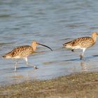 Long-billed Curlew