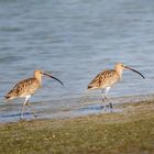 Long-billed Curlew