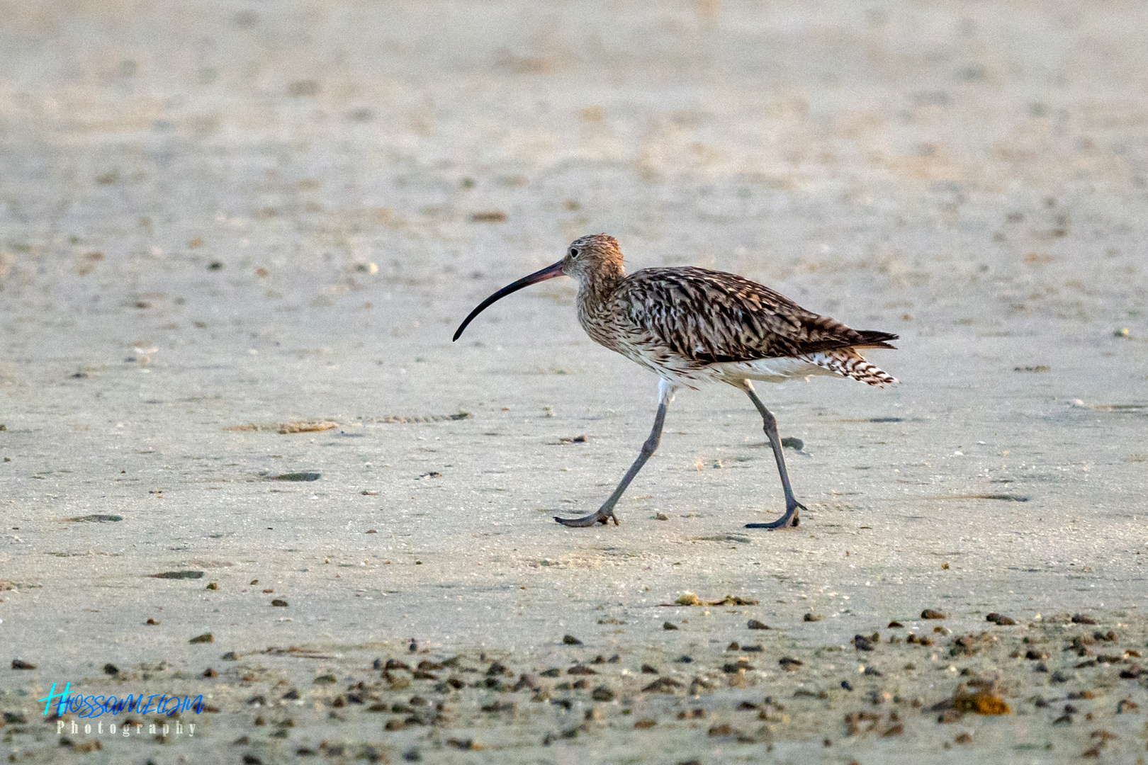 LONG-BILLED CURLEW