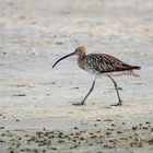 LONG-BILLED CURLEW