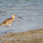 Long-billed Curlew