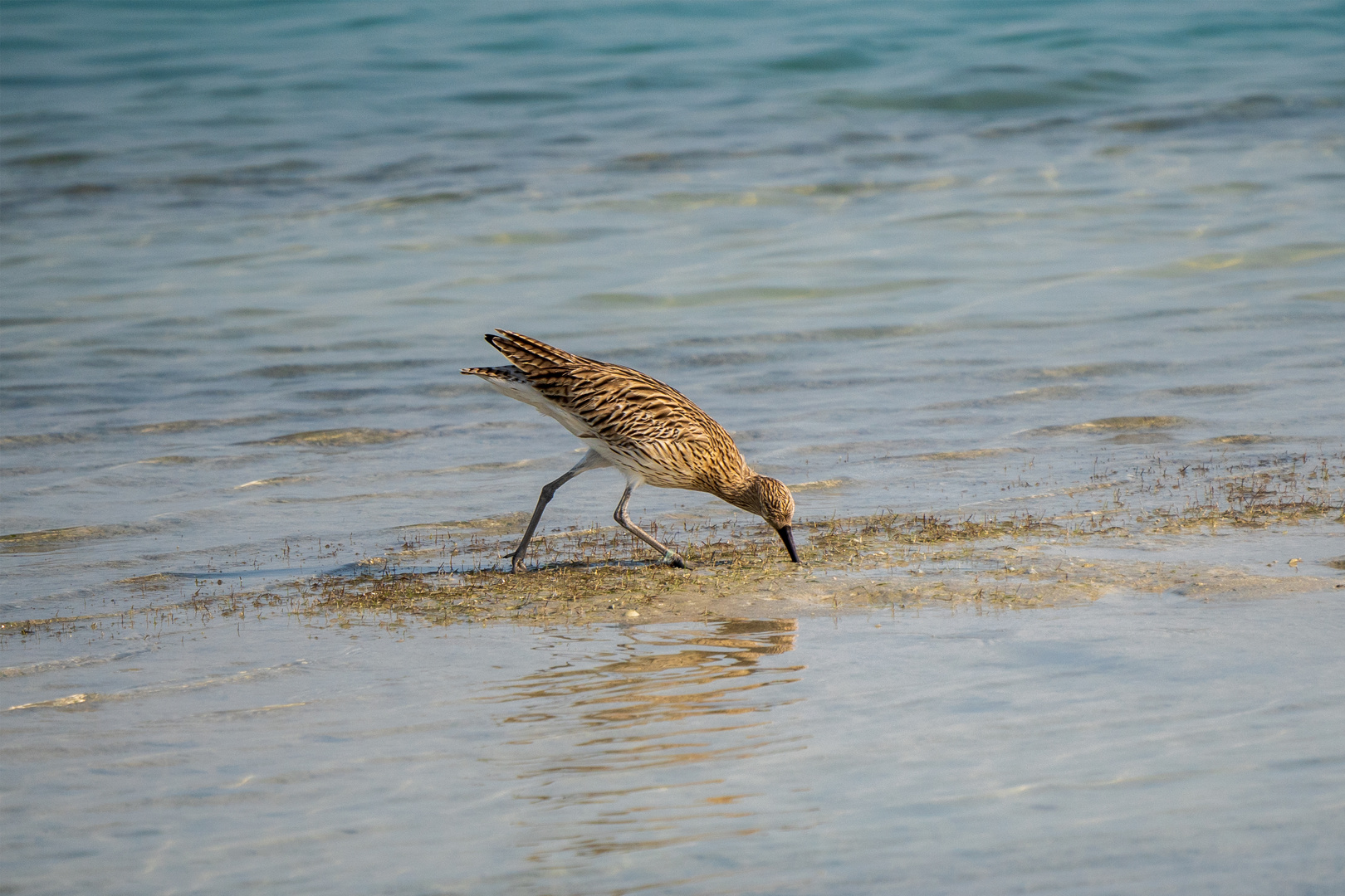 Long-billed Curlew