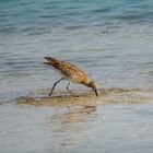 Long-billed Curlew