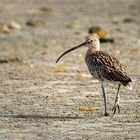 LONG-BILLED CURLEW