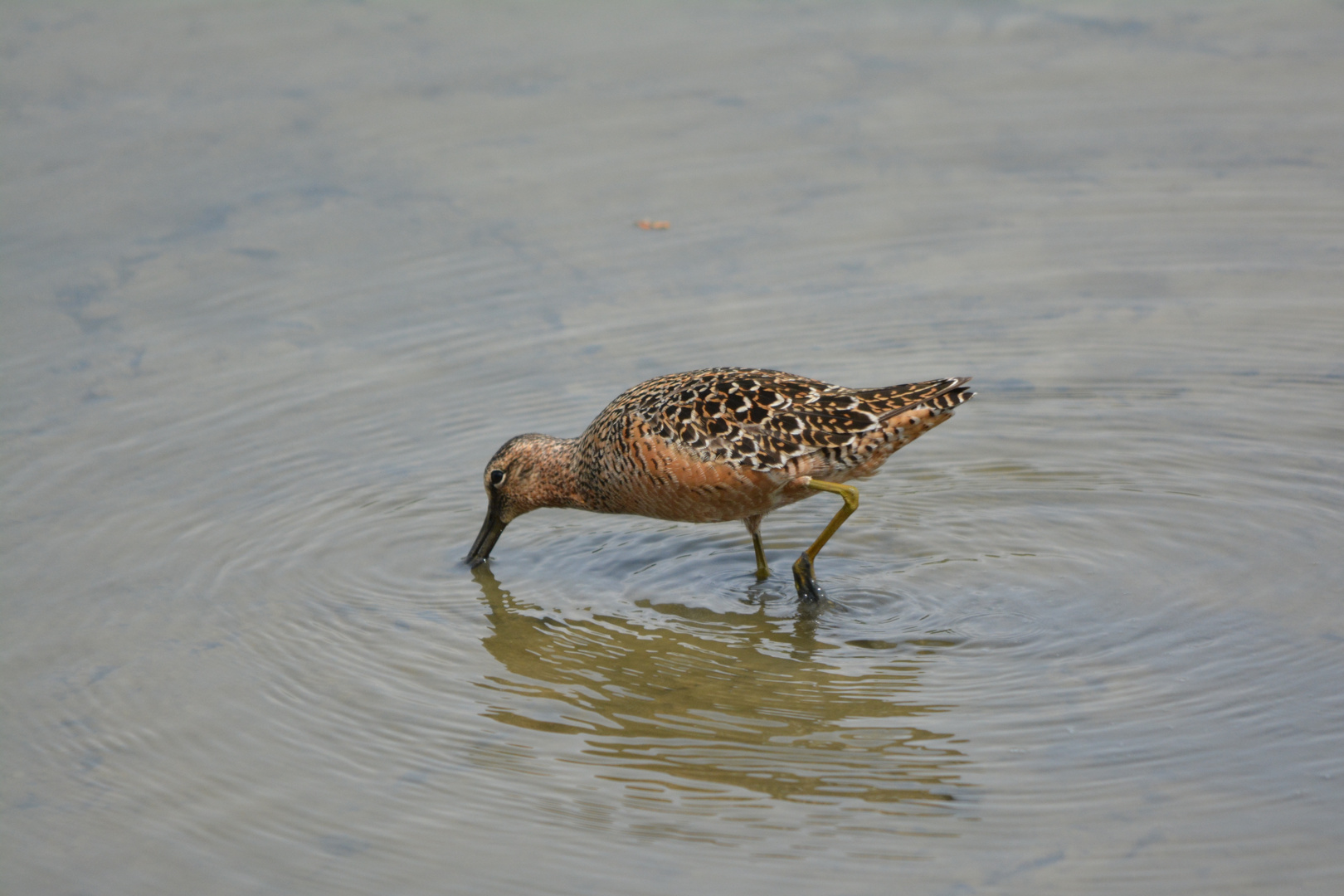 Long-billed Dowitcher