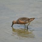 Long-billed Dowitcher