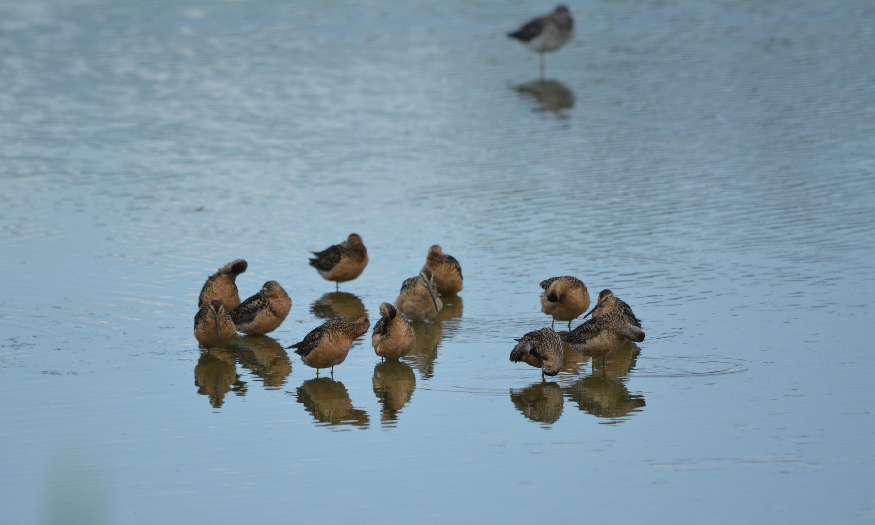 Long-billed Dowitcher