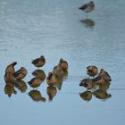 Long-billed Dowitcher