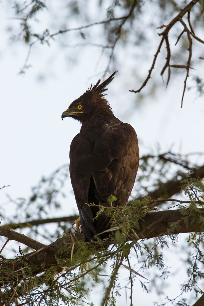 Long Creasted Eagle