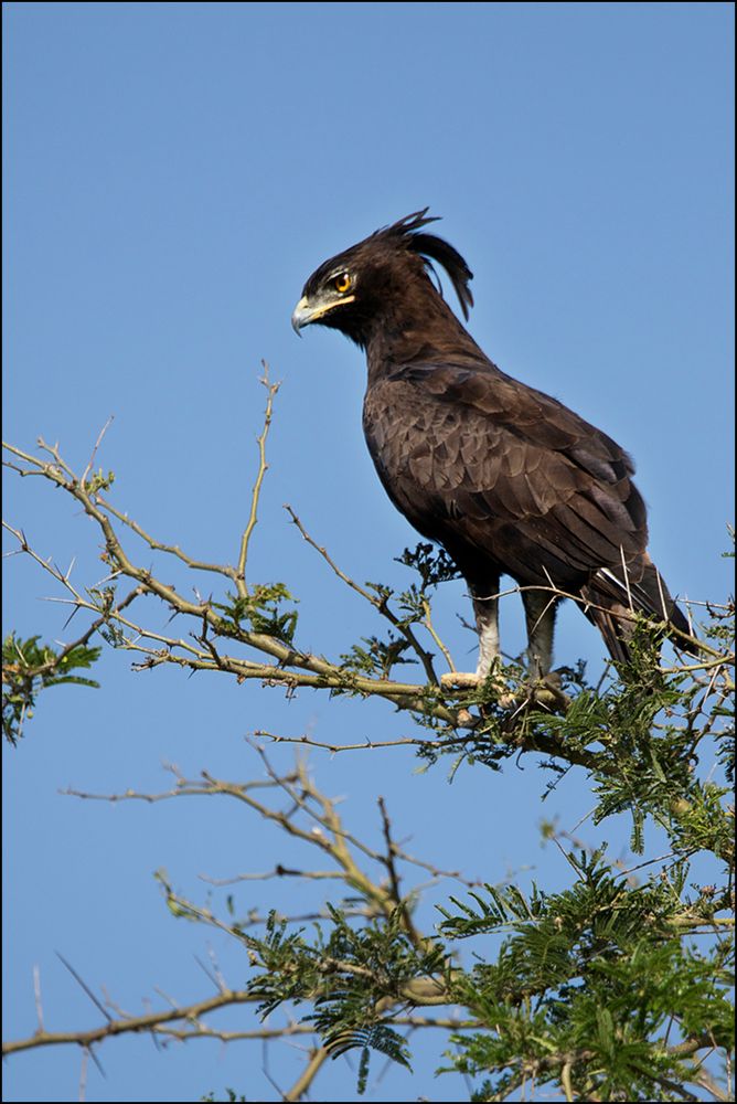 long-crested eagle