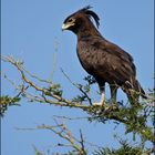 long-crested eagle