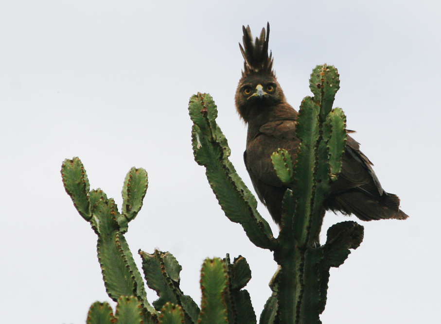 LONG-CRESTED EAGLE