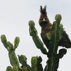 LONG-CRESTED EAGLE