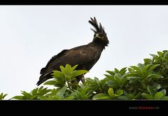Long crested Eagle