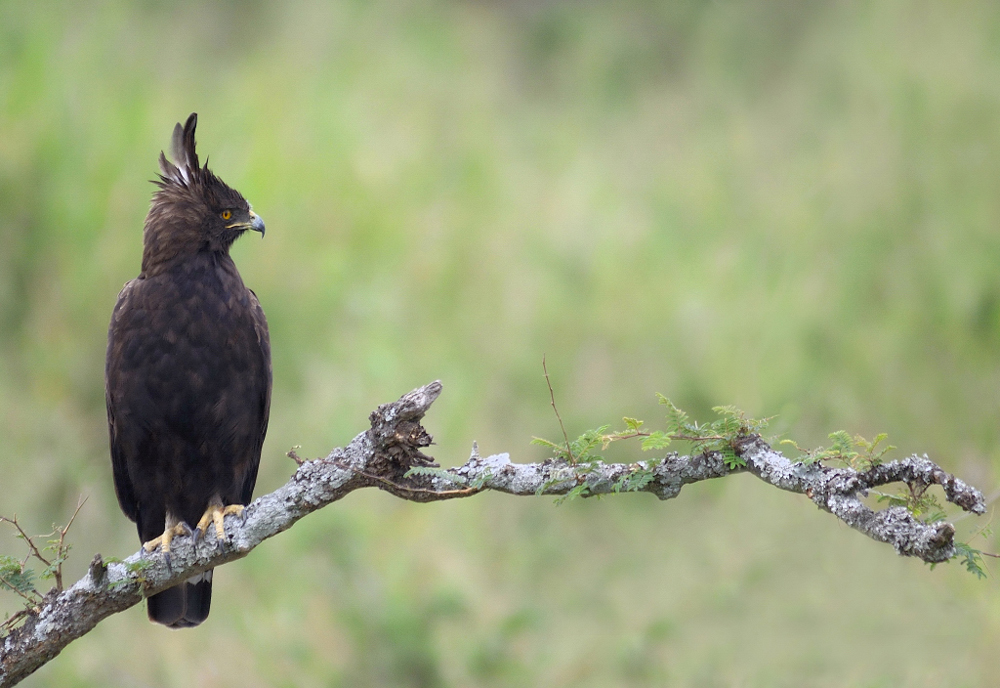 long-crested eagle