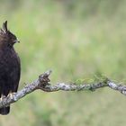 long-crested eagle