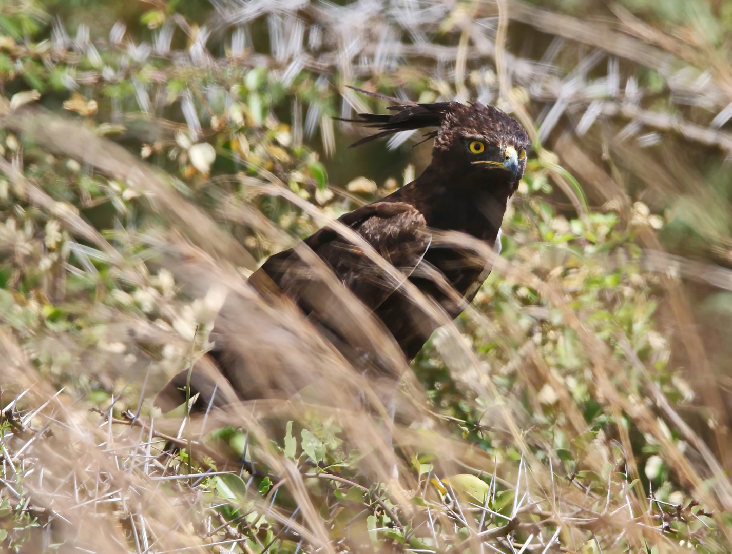 Long-crested eagle