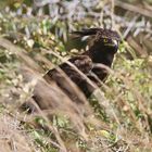 Long-crested eagle