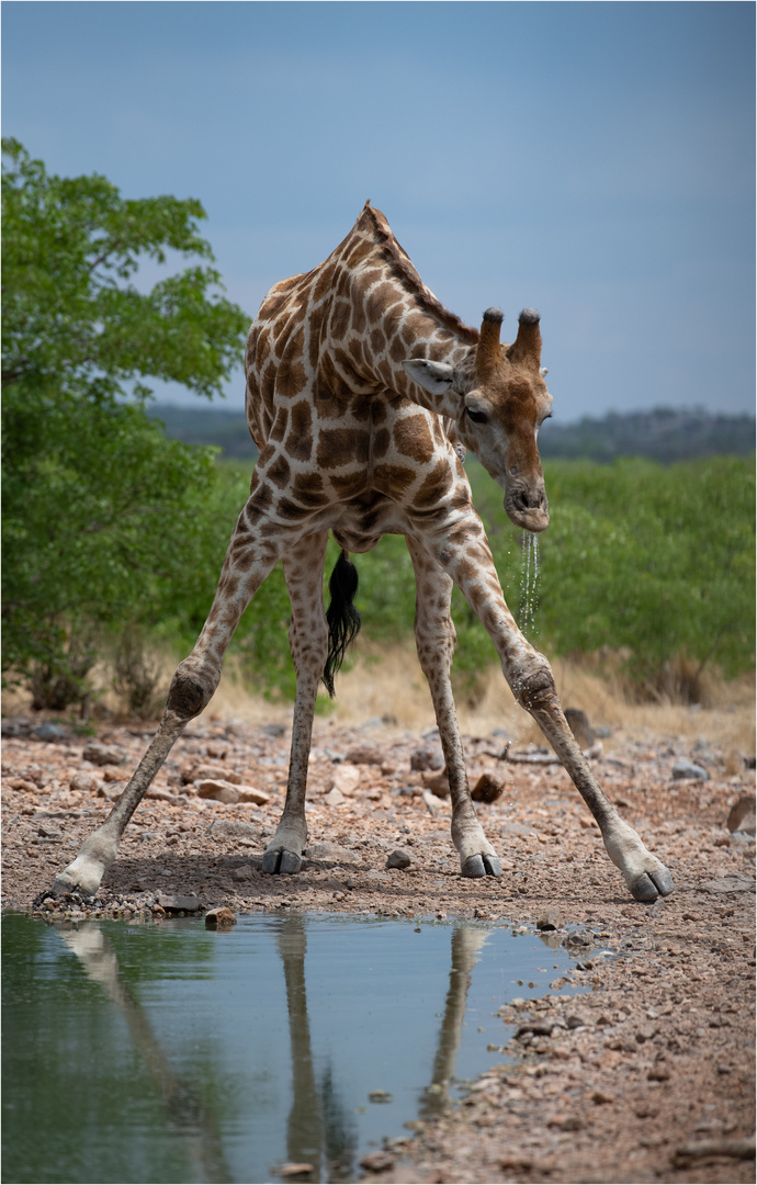 "Long Drink II"