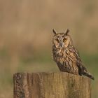 Long-eared Owl