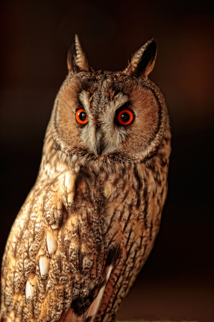 Long Eared Owl