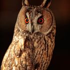 Long Eared Owl