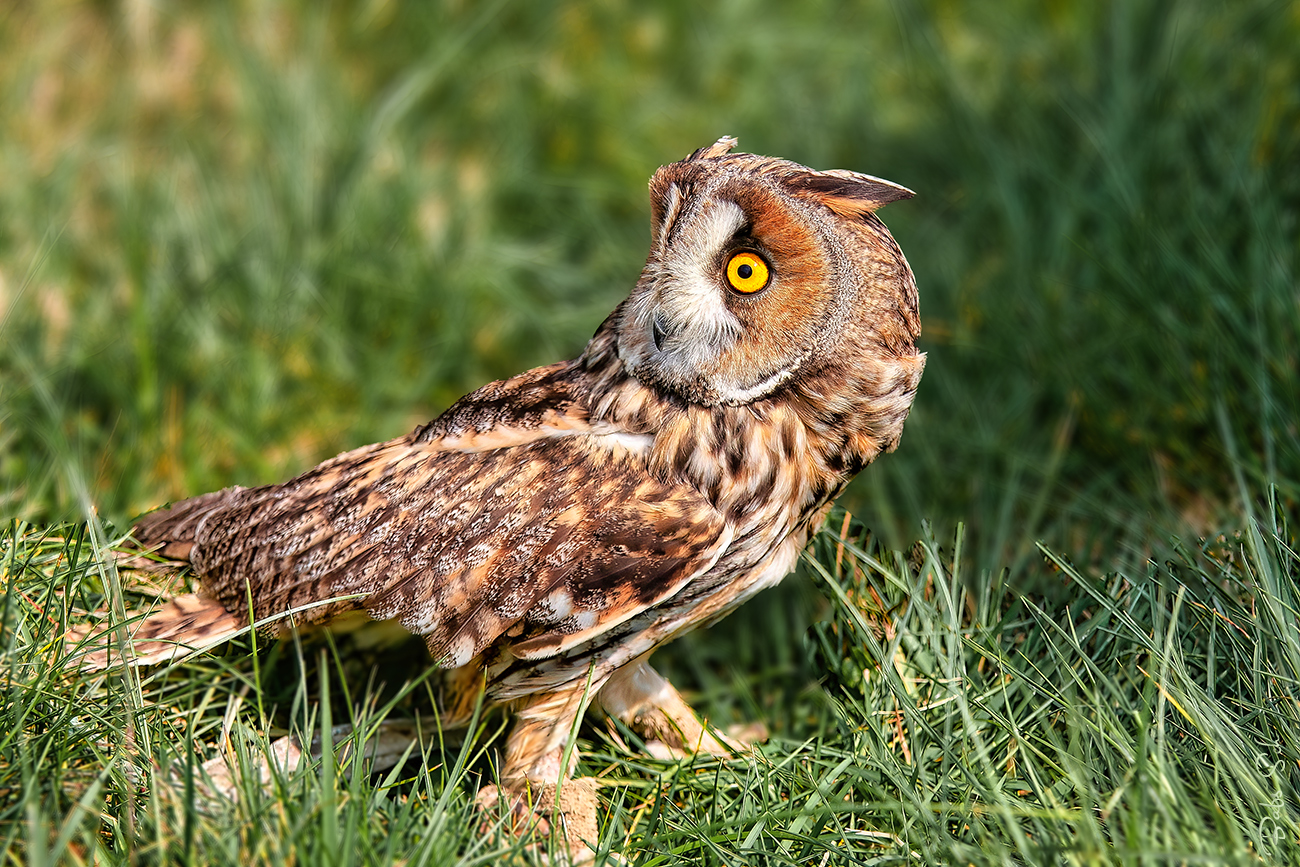 long-eared owl