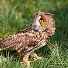 long-eared owl