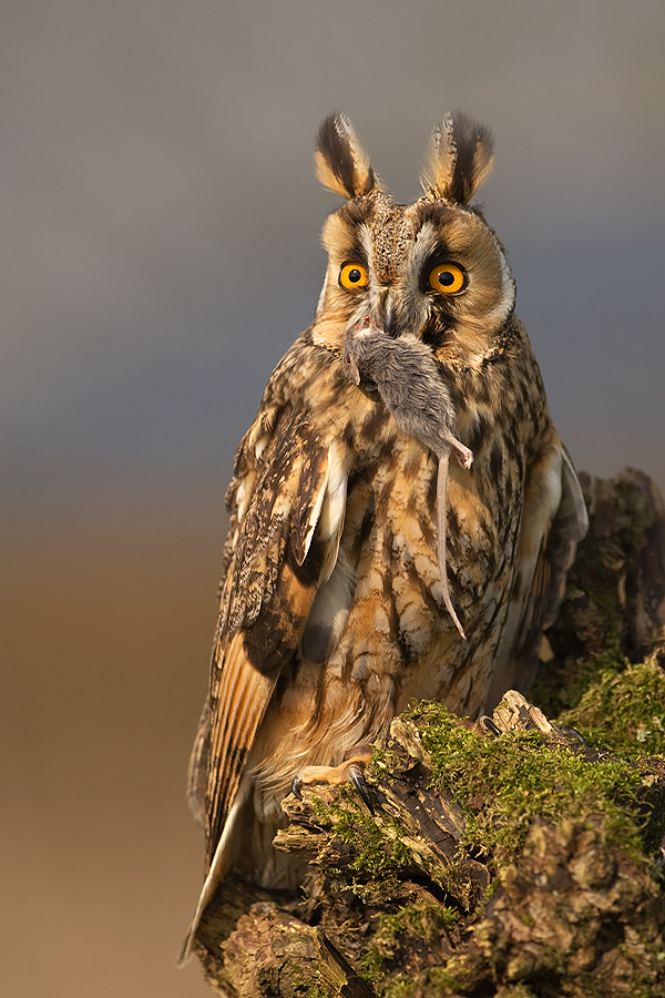 Long-eared Owl