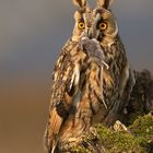 Long-eared Owl