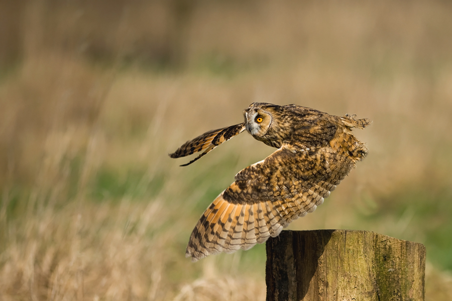 Long-eared Owl