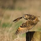 Long-eared Owl