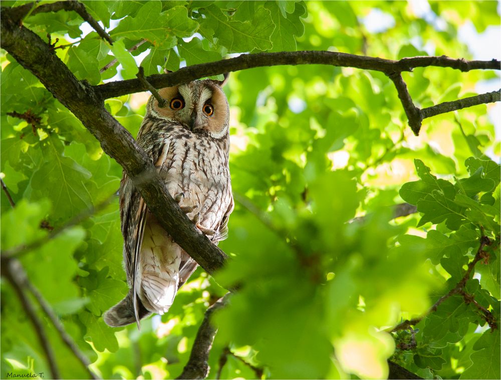 Long-eared owl