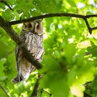 Long-eared owl