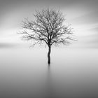 Long-exposure: The Tree