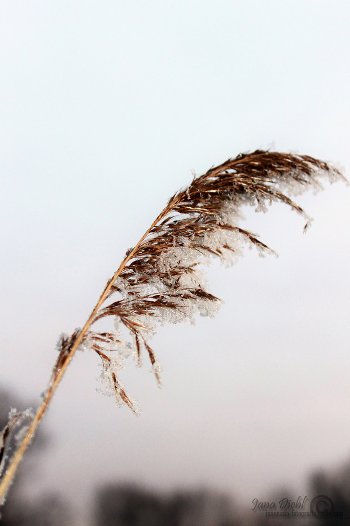 Long Frozen Grass